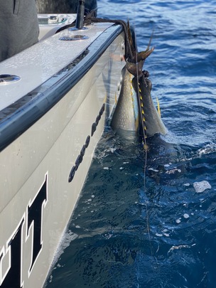 cape horn trawler yachts