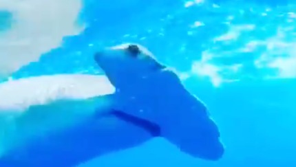 Shark video